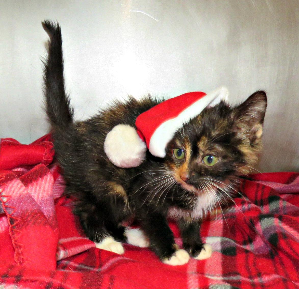 Camille, an adopted mixed breed in Lexington, VA image 1/2