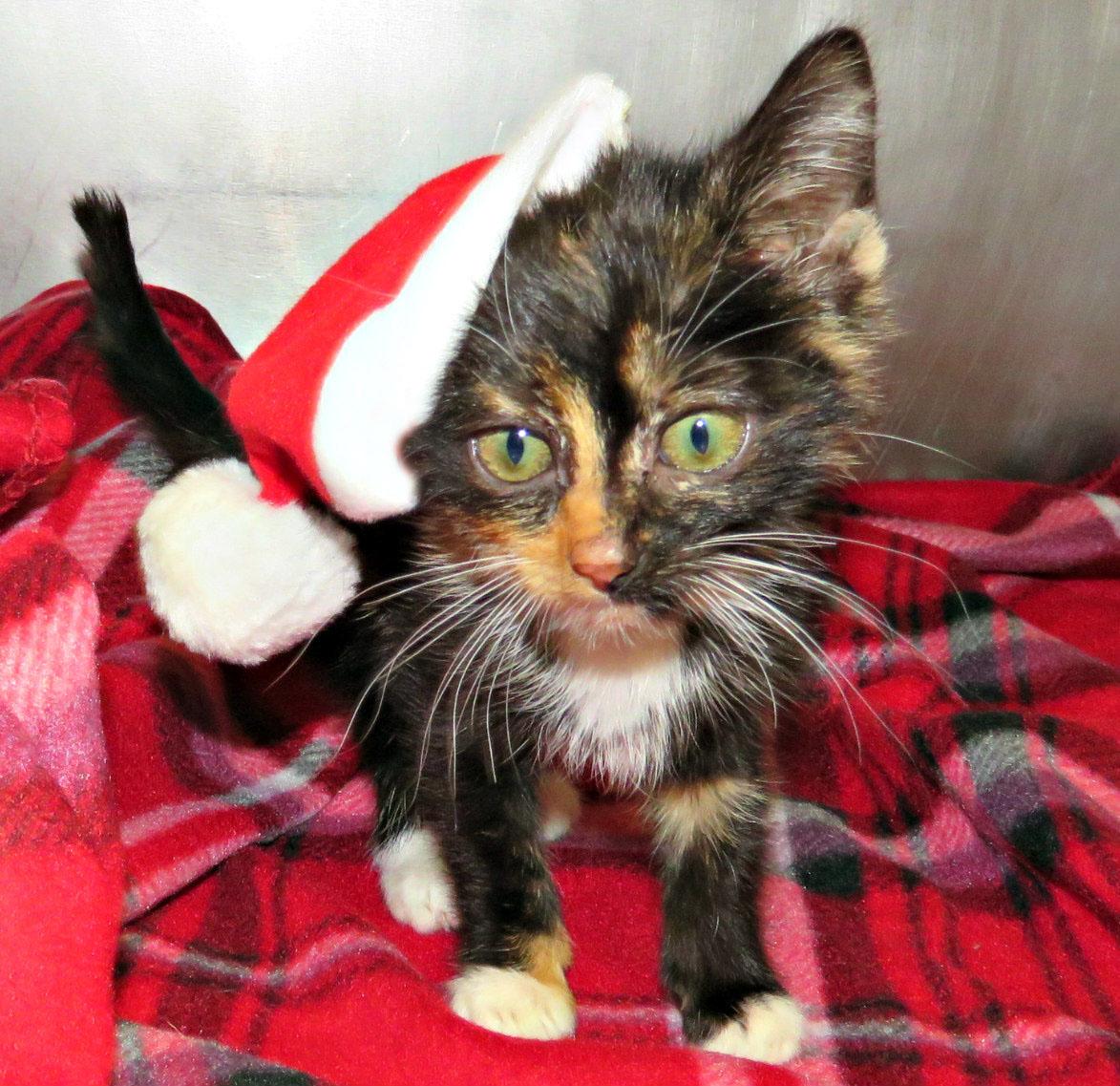 Camille, an adopted mixed breed in Lexington, VA image 2/2