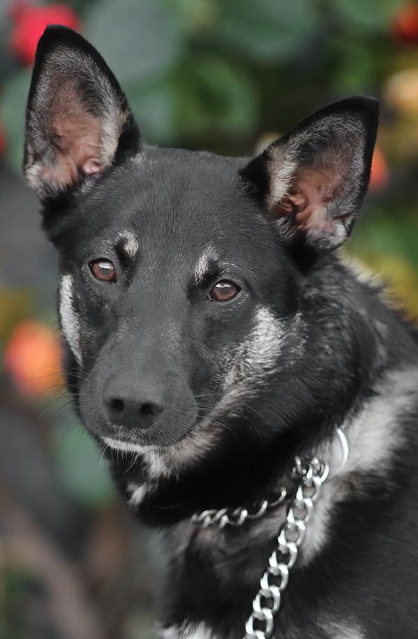 Enlarge *Loki von Laufen, an adopted mixed breed in Los Angeles, CA image 1/1