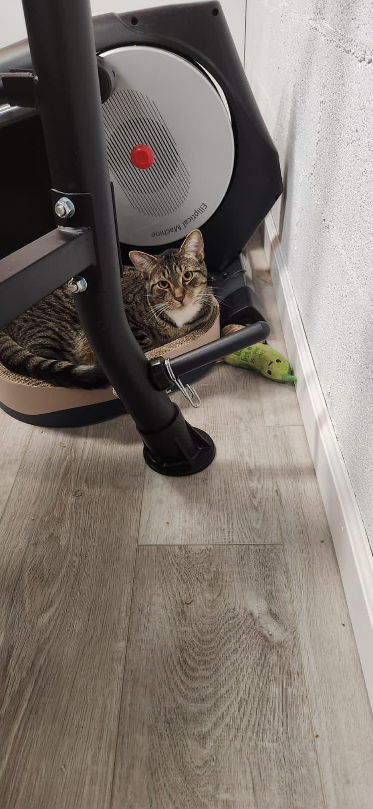 Enlarge Adrenaline, a ADOPTABLE American Shorthair in Highland Park, NJ image 3/4
