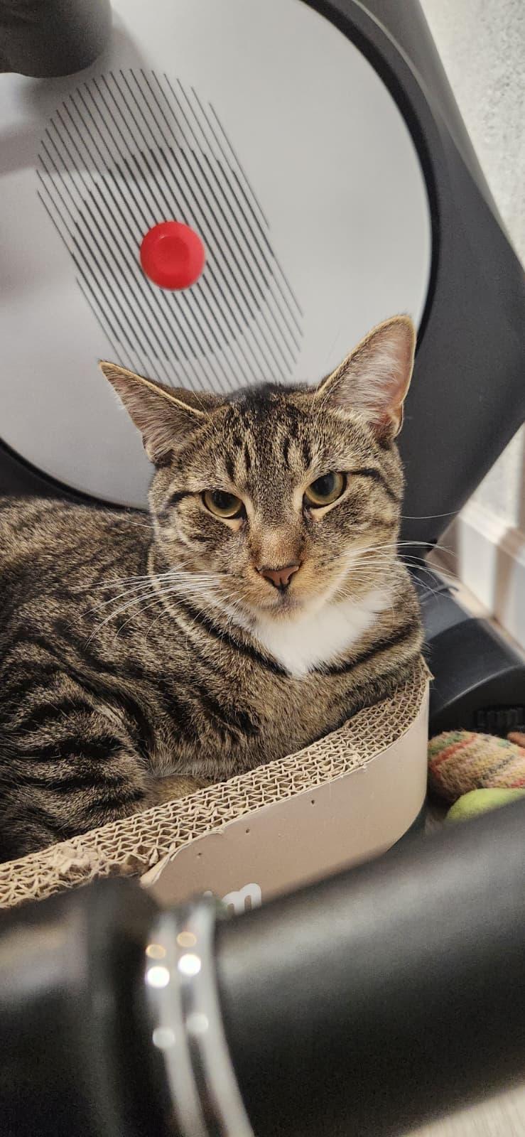 Adrenaline, ADOPTABLE, Kitten Male American Shorthair.