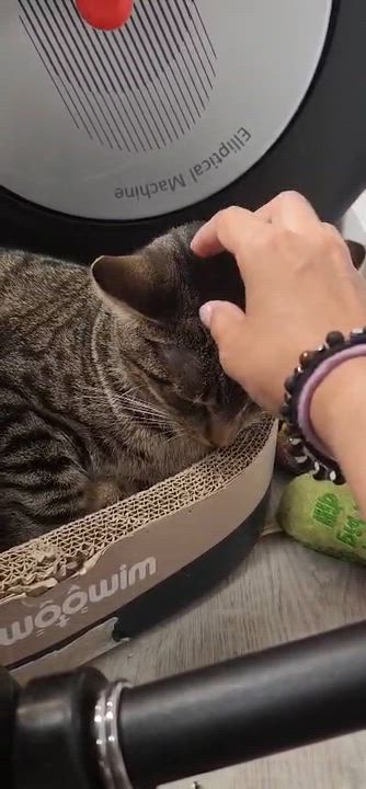 Enlarge Adrenaline, a ADOPTABLE American Shorthair in Highland Park, NJ video 2/4