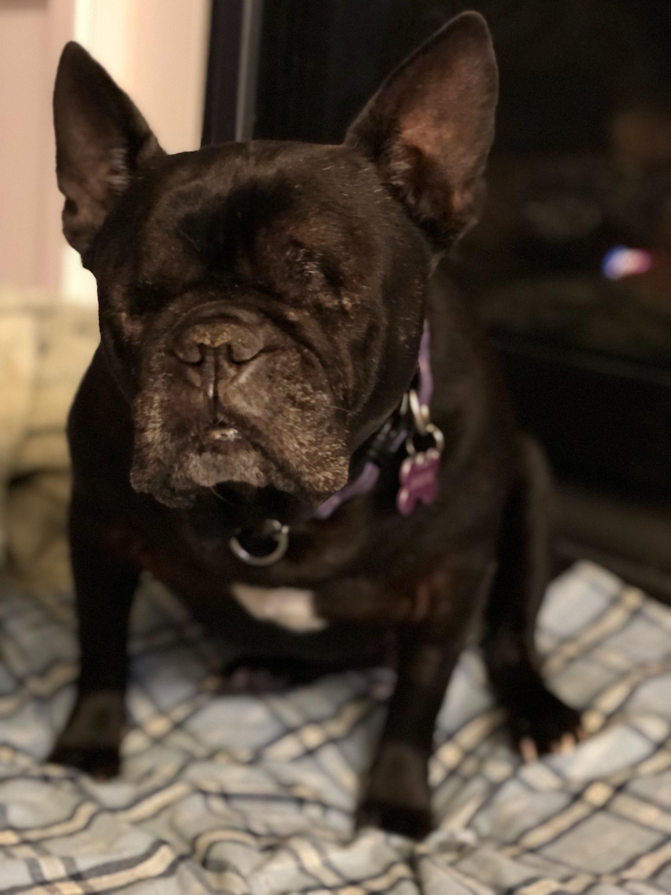 Comey, adoptable, Senior Male French Bulldog.