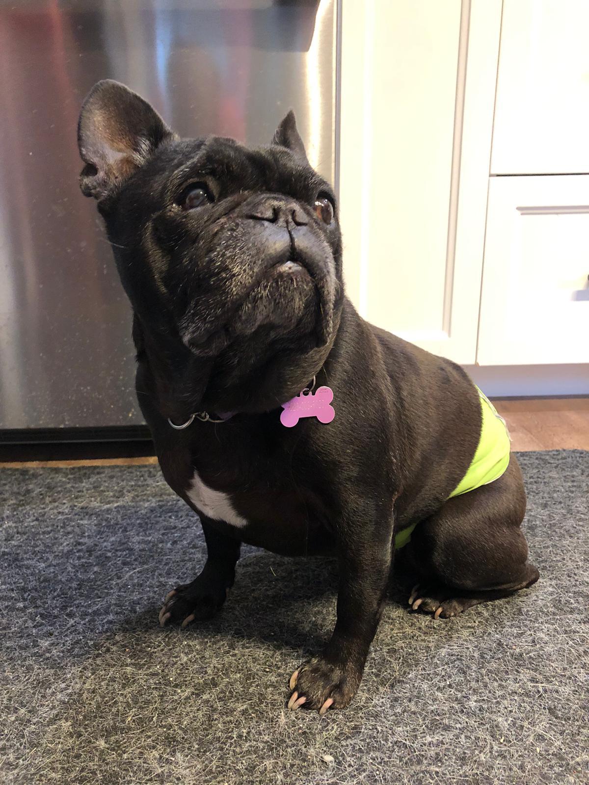 Comey, ADOPTABLE, Senior Male French Bulldog.