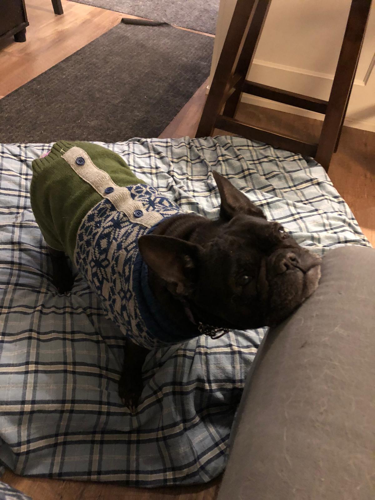 Comey, a ADOPTABLE mixed breed in Owen Sound, ON image 2/3