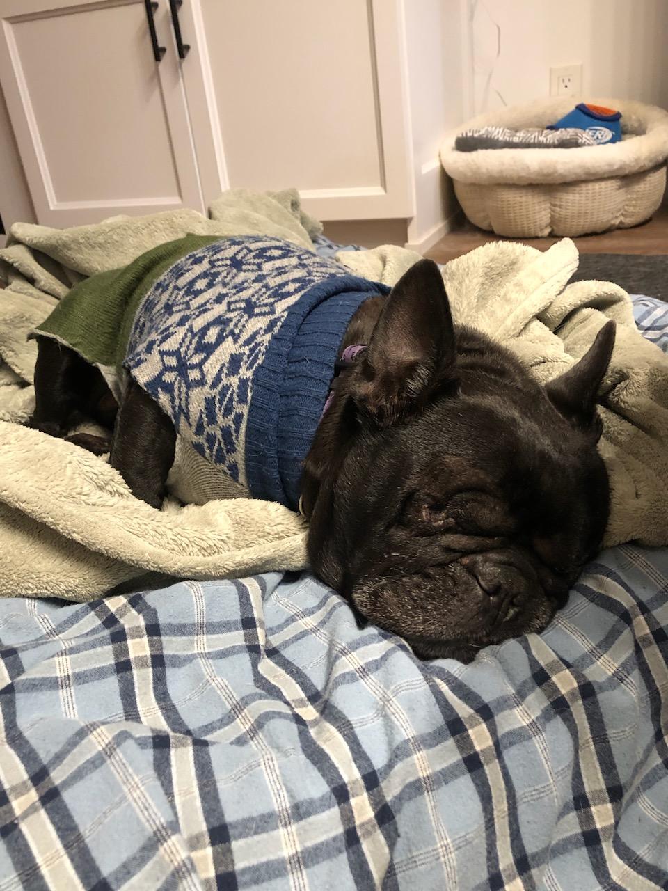 Comey, a ADOPTABLE mixed breed in Owen Sound, ON image 3/3