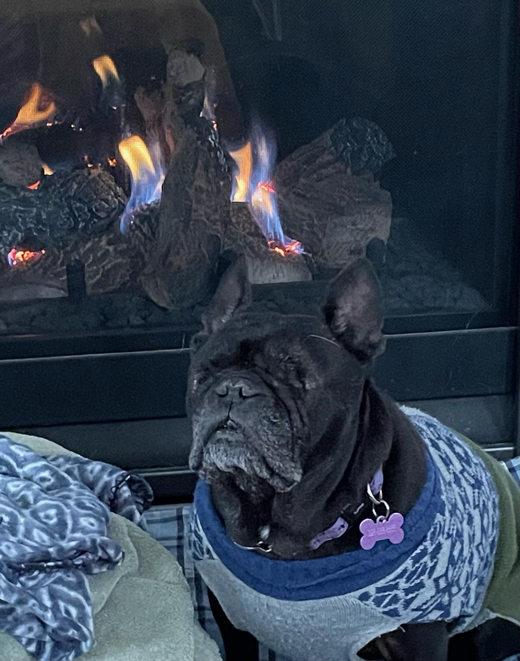 Enlarge Comey, an adoptable mixed breed in Owen Sound, ON image 5/6