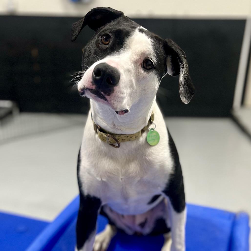 Chrissy, Adoptable, Young Female Mixed Breed.