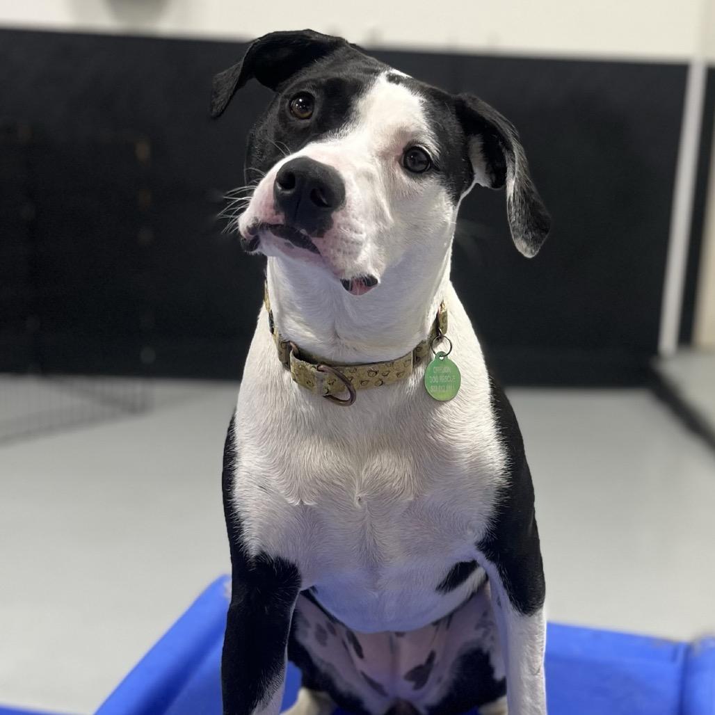 Chrissy, a Adoptable Mixed Breed in Portland, OR image 2/4