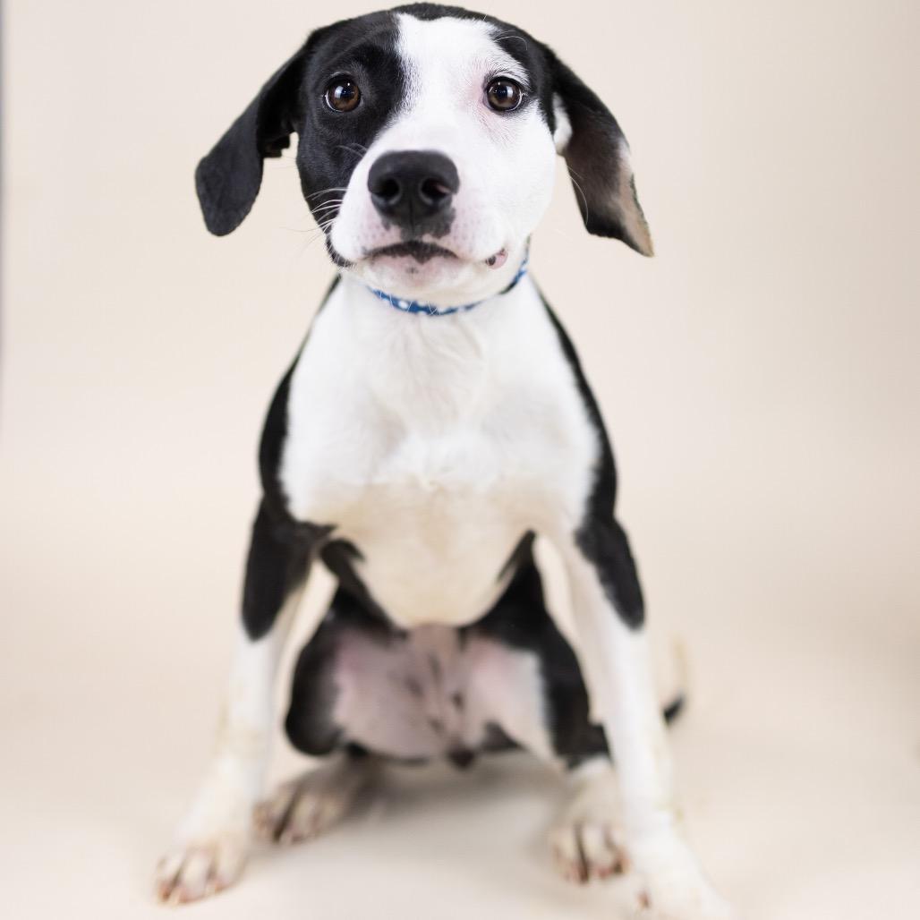 Chrissy, a Adoptable Mixed Breed in Portland, OR image 3/4