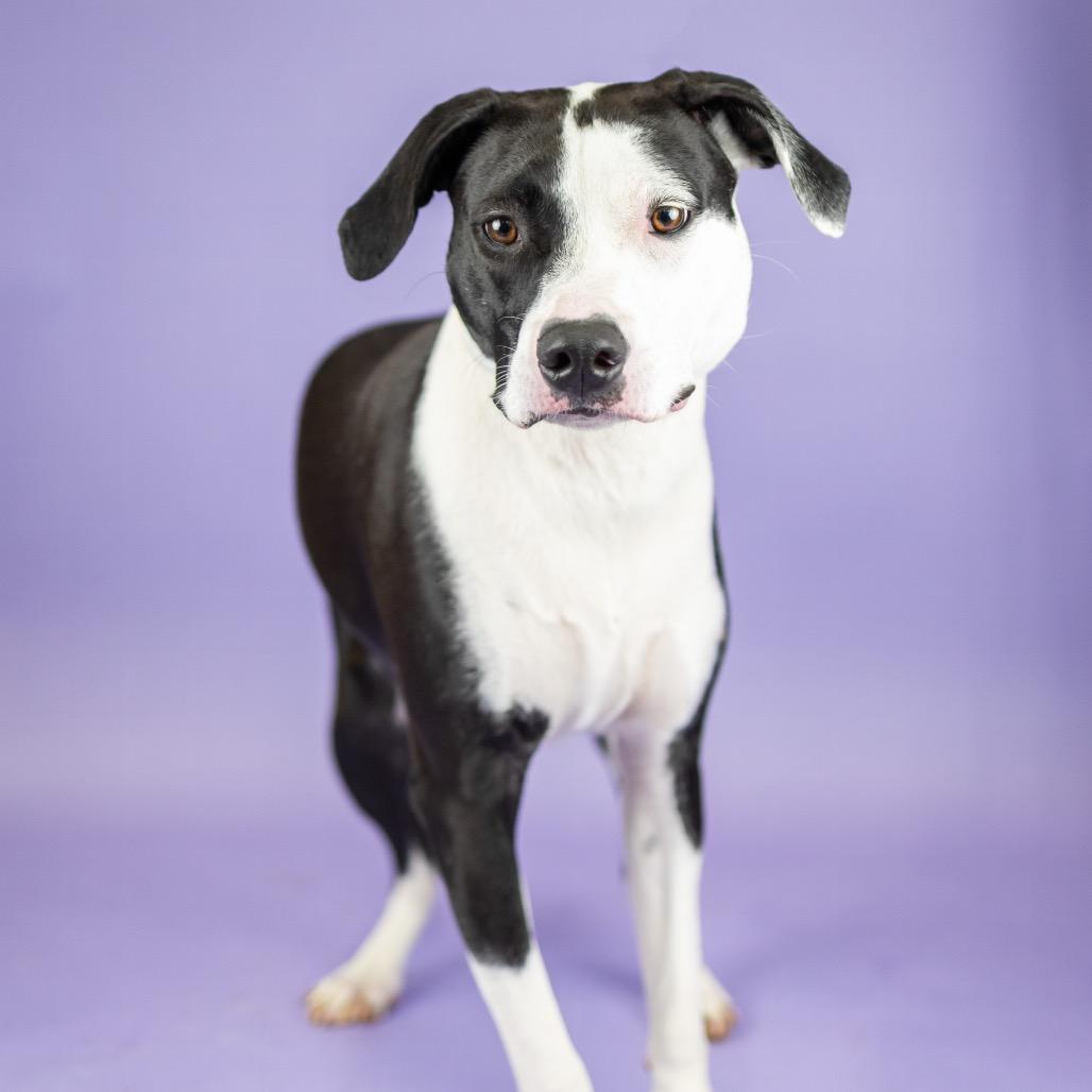 Chrissy, a Adoptable Mixed Breed in Portland, OR image 4/4
