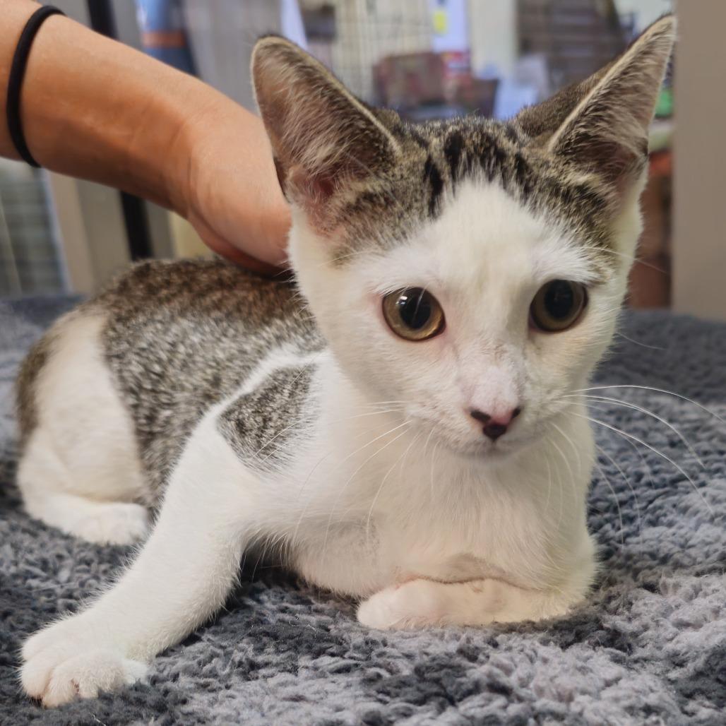 Sweet Tart — thumbnail 3