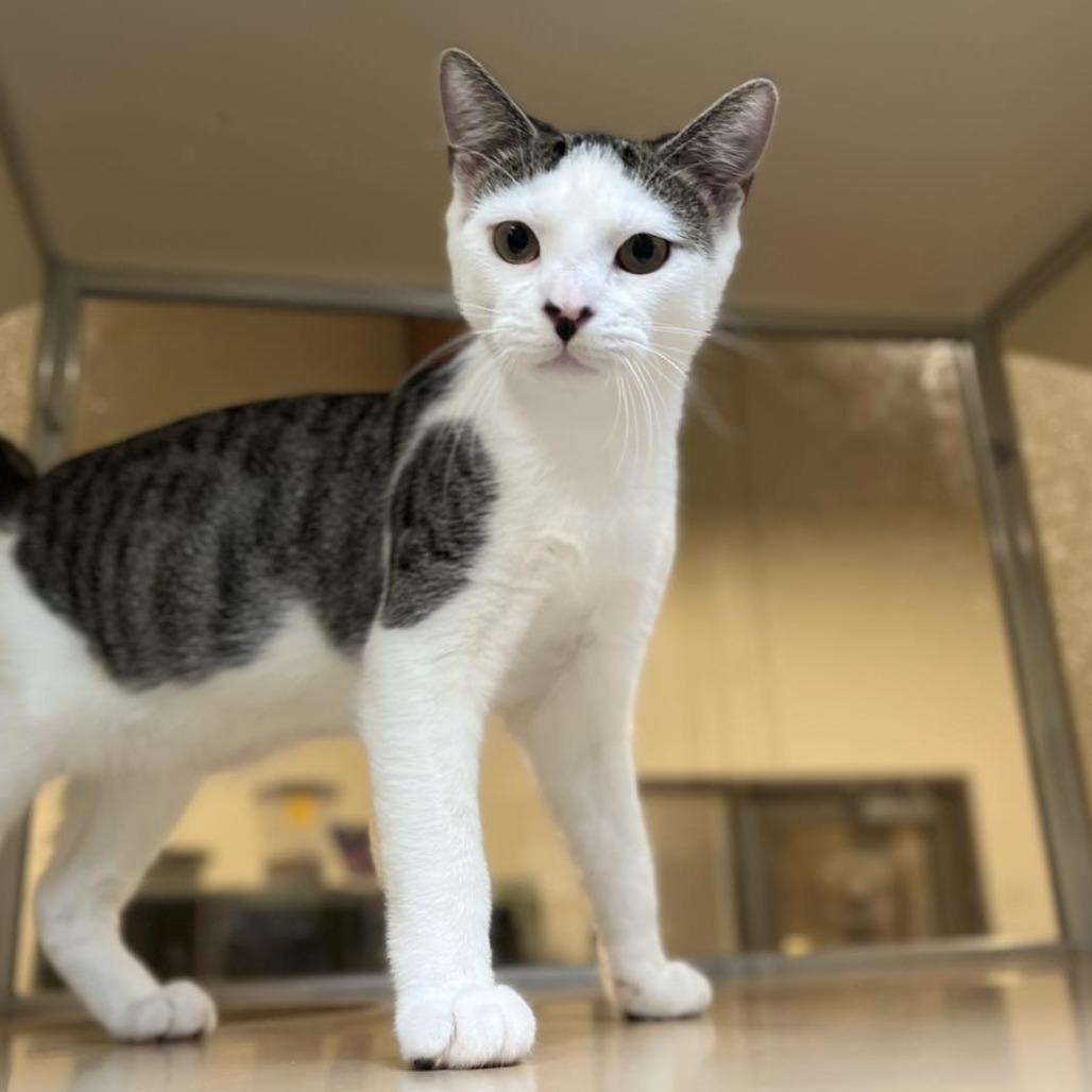 Sweet Tart — thumbnail 6