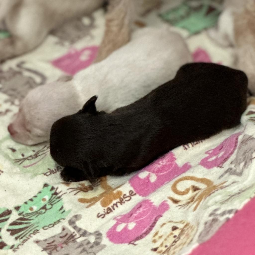 Enlarge Cupcake, a Adoptable Terrier in Fresno, CA image 1/6