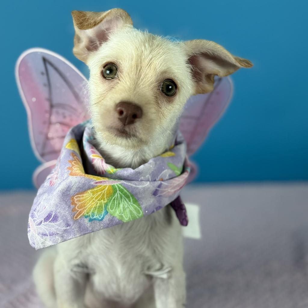 Enlarge Cupcake, a Adoptable Terrier in Fresno, CA image 2/6