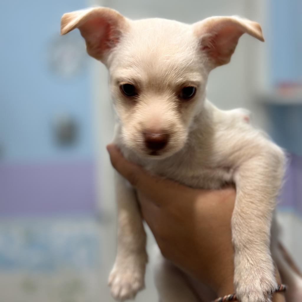 Enlarge Cupcake, a Adoptable Terrier in Fresno, CA image 3/6