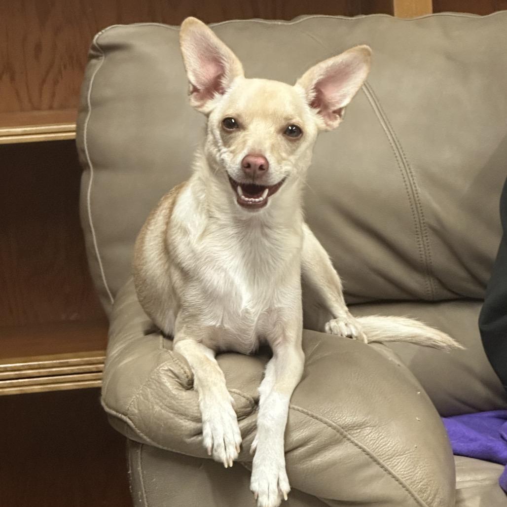 Enlarge Cupcake, a Adoptable Terrier in Fresno, CA image 4/6