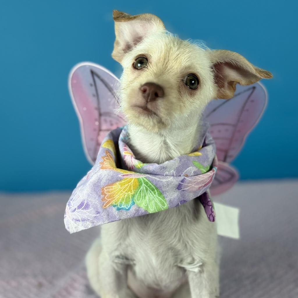Enlarge Cupcake, a Adoptable Terrier in Fresno, CA image 6/6