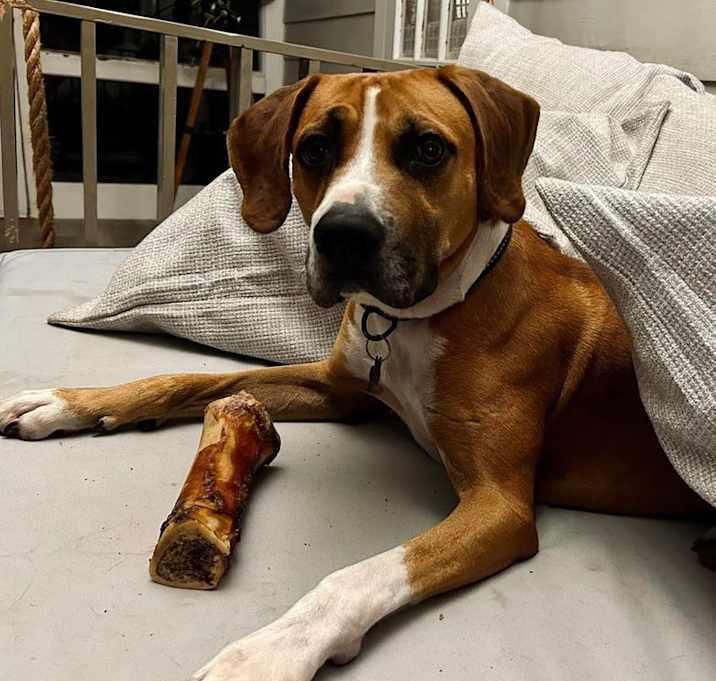Archer, Adoptable, Adult Male Hound.