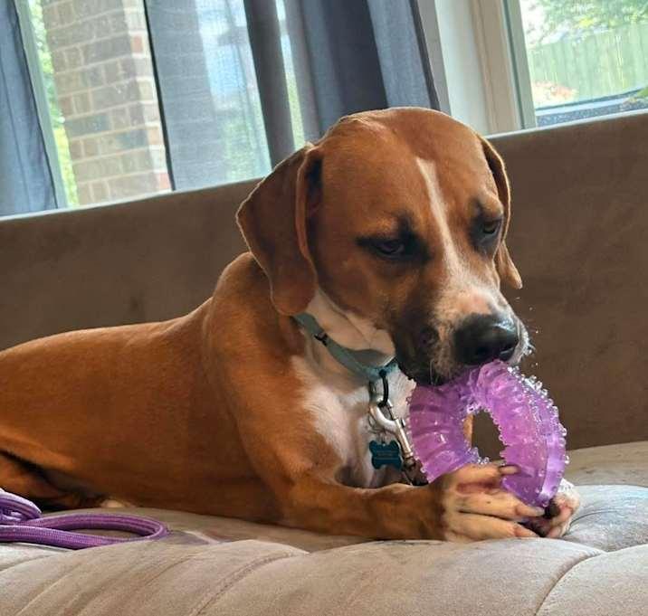 Enlarge Archer, a Adoptable Hound in Brookshire, TX image 4/4