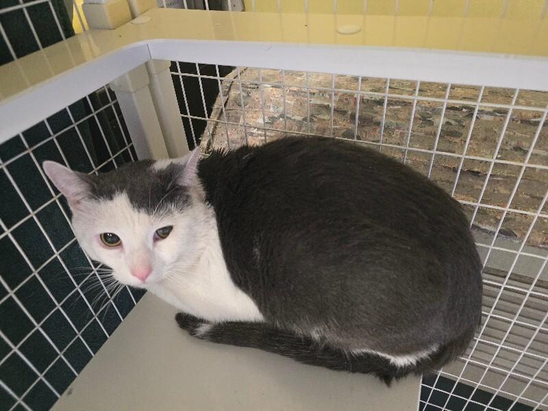 Harley, Adoptable, Adult Male Domestic Short Hair.