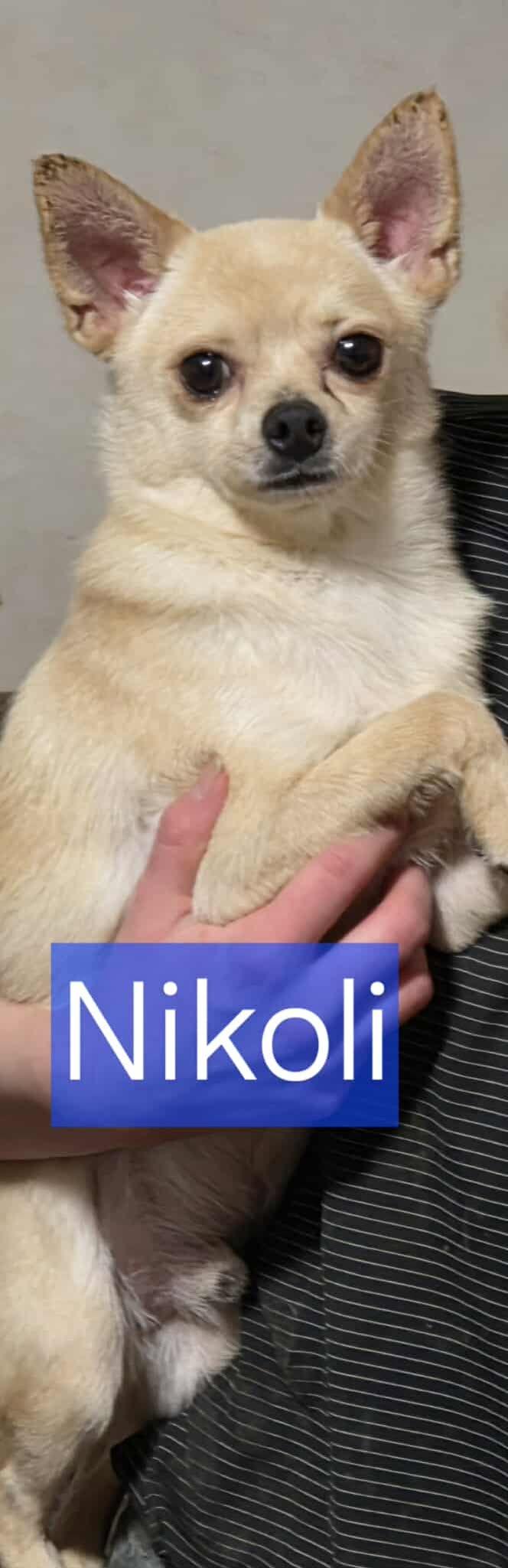 Nikoli, Adoptable, Adult Male Chihuahua.