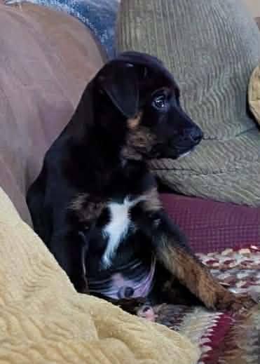 Enlarge Otis, an adopted mixed breed in London, ON image 4/5