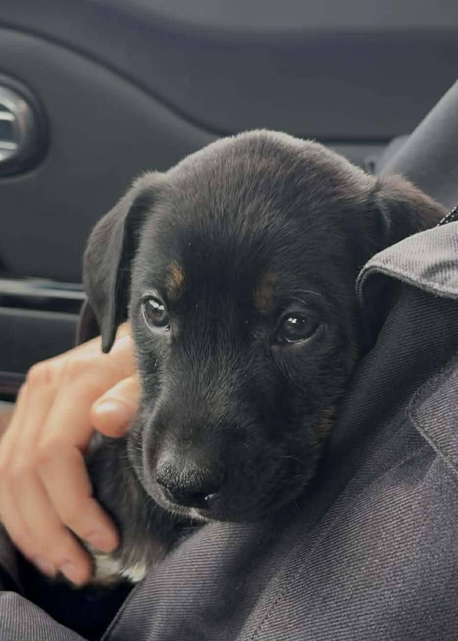 Enlarge Otis, an adopted mixed breed in London, ON image 2/5