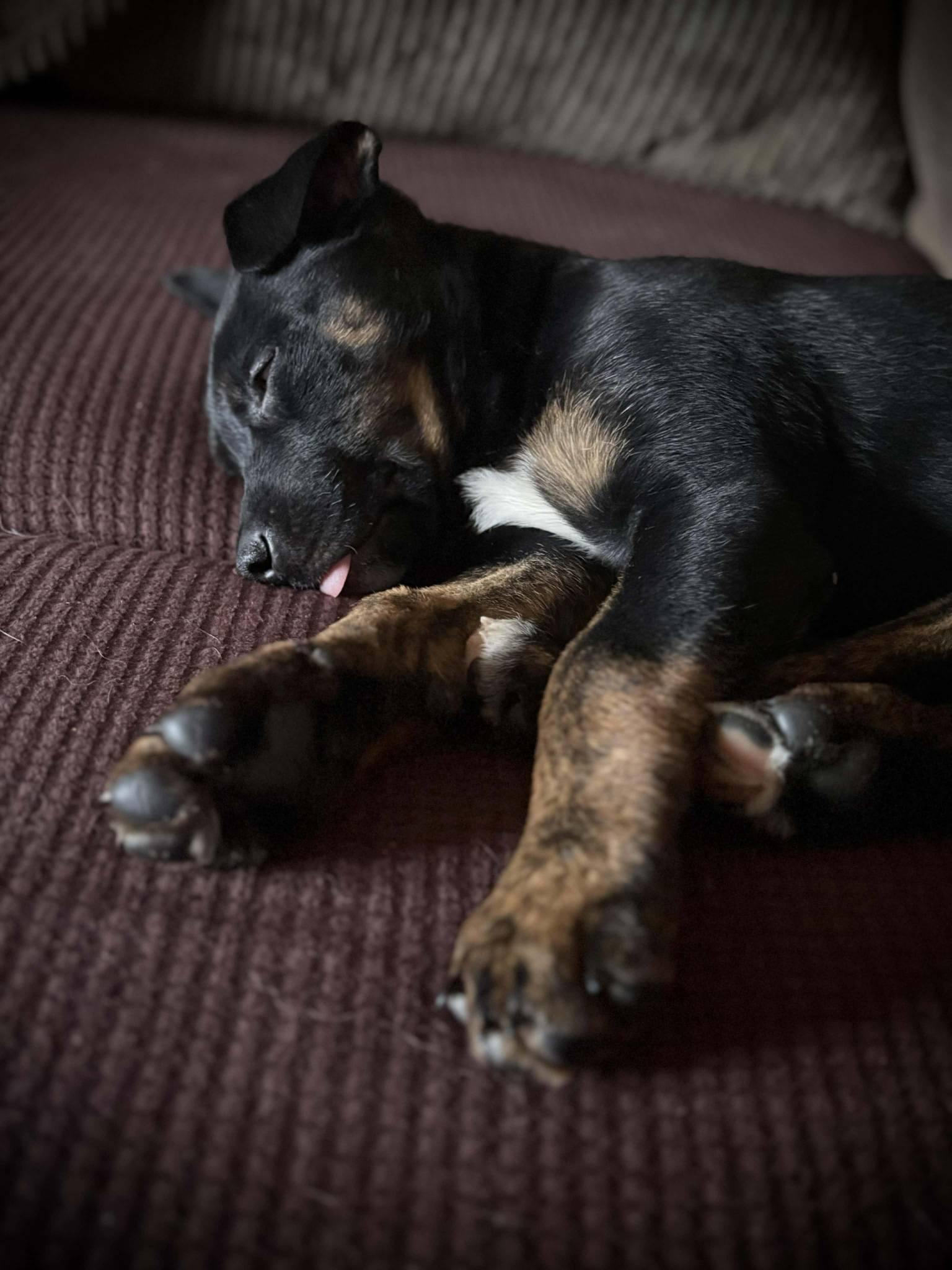 Enlarge Otis, an adopted mixed breed in London, ON image 5/5