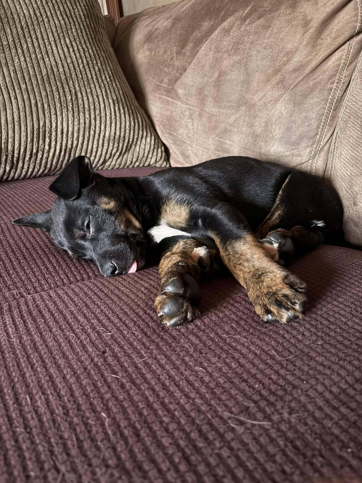 Enlarge Otis, an adopted mixed breed in London, ON image 3/5