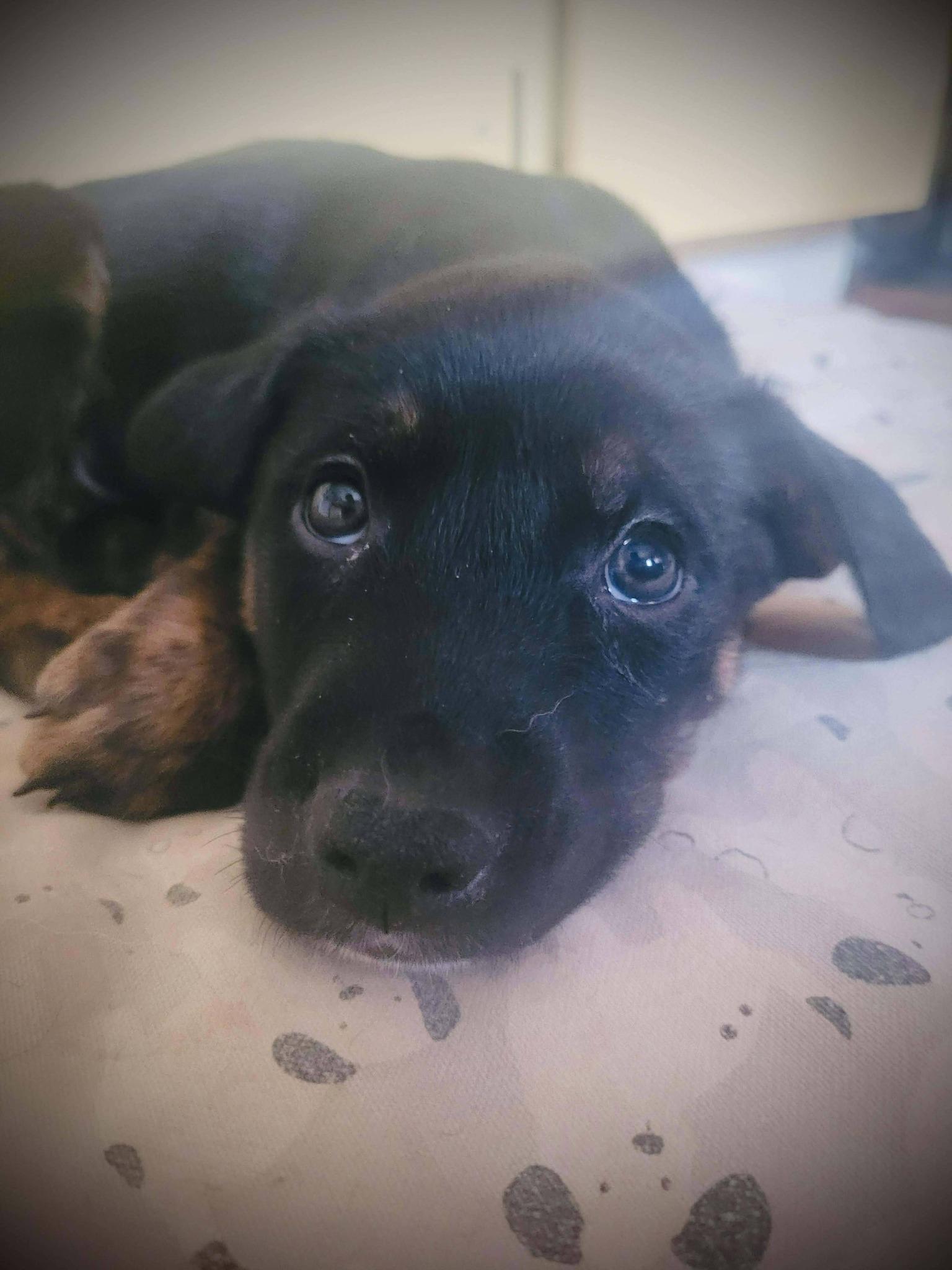 Enlarge Otis, an adopted mixed breed in London, ON image 1/5