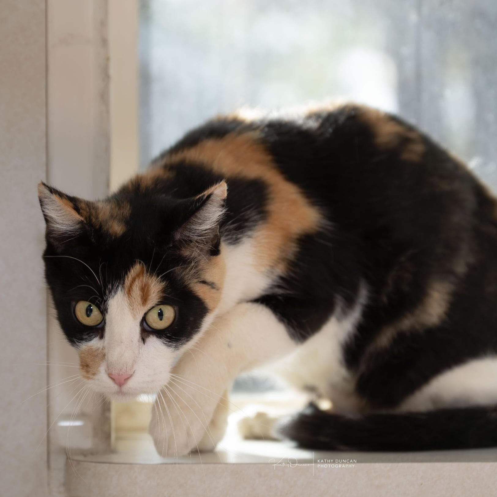 Aquarius, a Adoptable Domestic Short Hair in Manchester, MO image 3/3