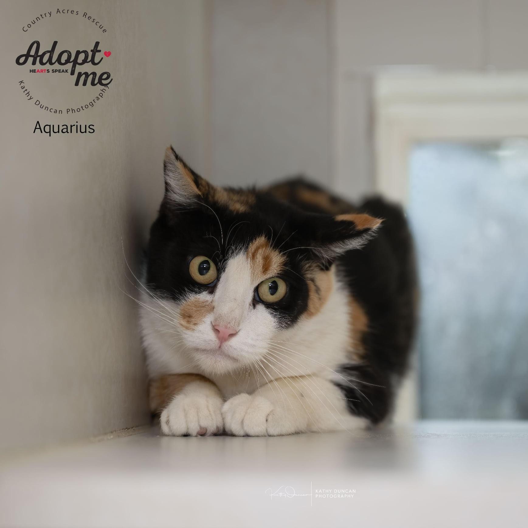 Aquarius, a Adoptable Domestic Short Hair in Manchester, MO image 2/3