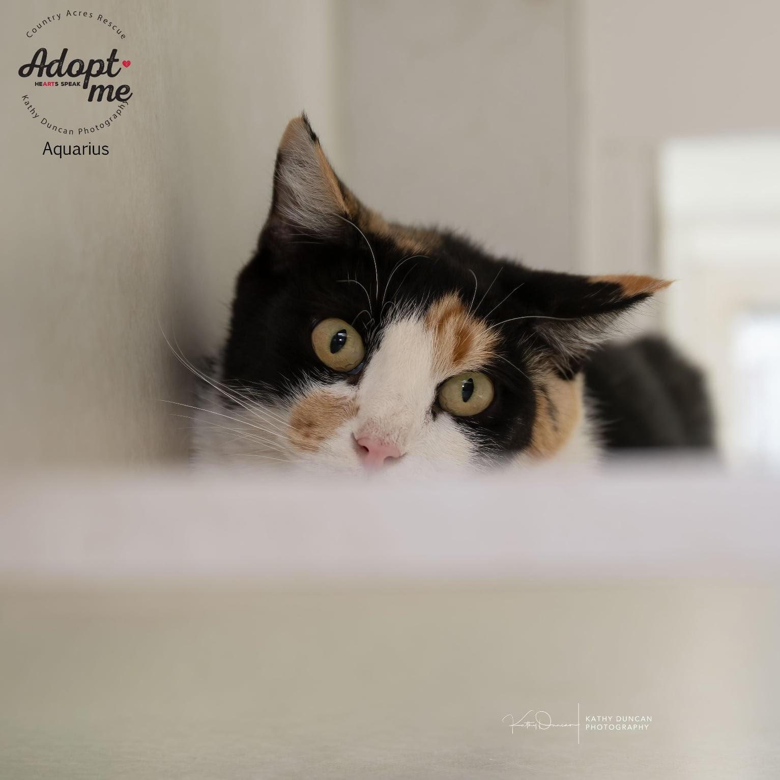 Aquarius, Adoptable, Young Female Domestic Short Hair.