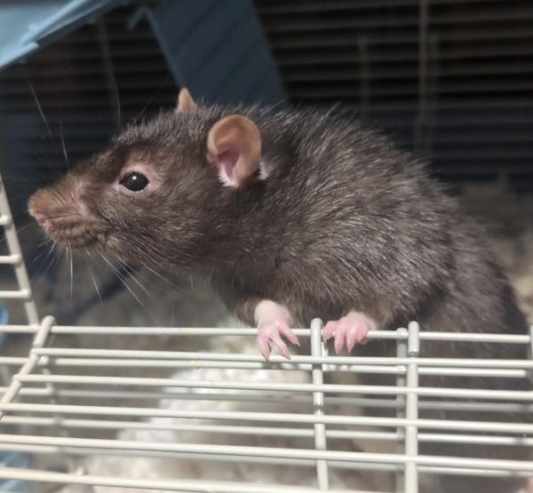 Scabbers - In Foster, a Adoptable mixed breed in Silverdale, WA image 2/3