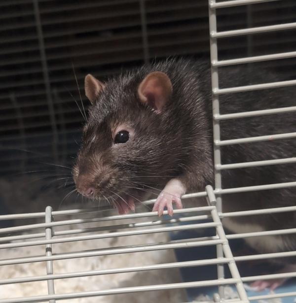 Scabbers - In Foster, a Adoptable mixed breed in Silverdale, WA image 3/3