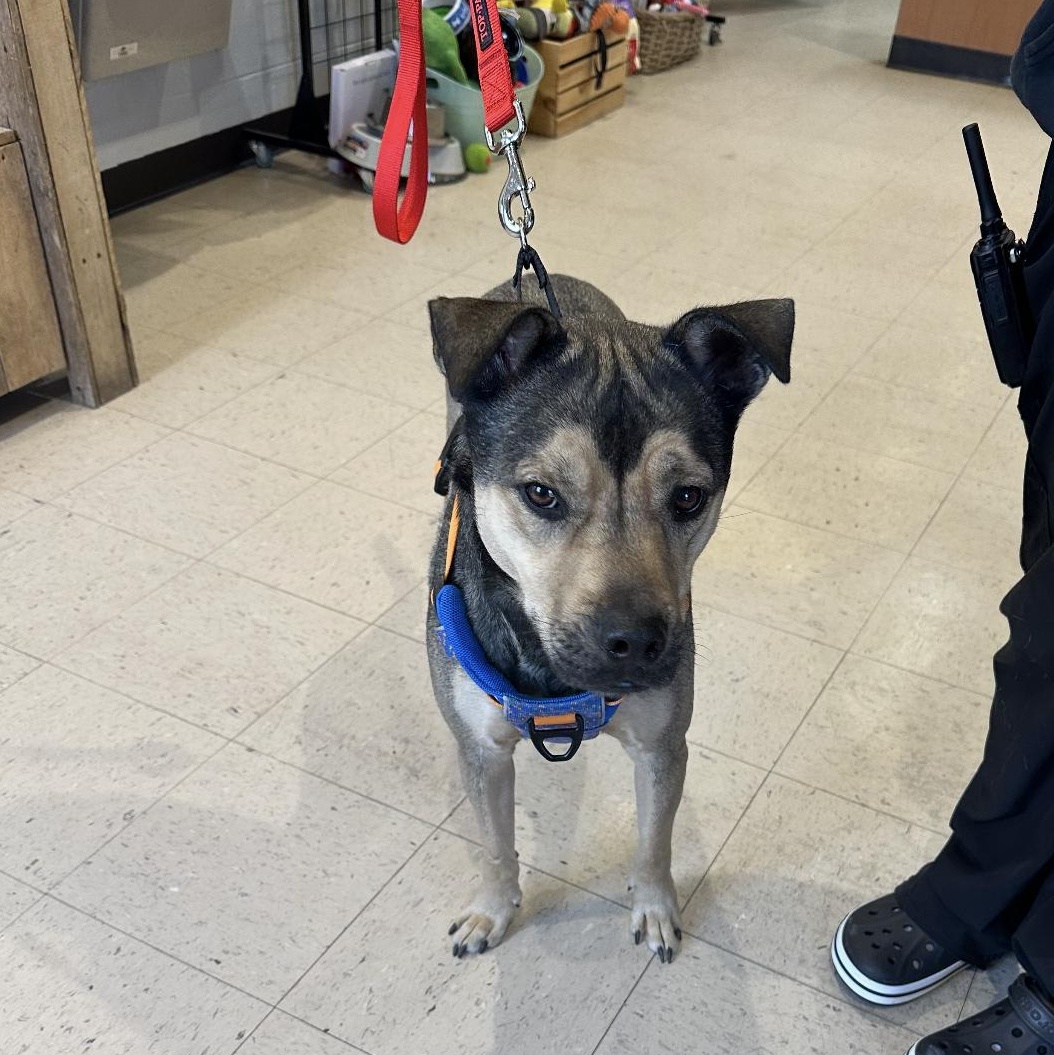 Enlarge Penn, a Adoptable mixed breed in CUMMING, GA image 3/4