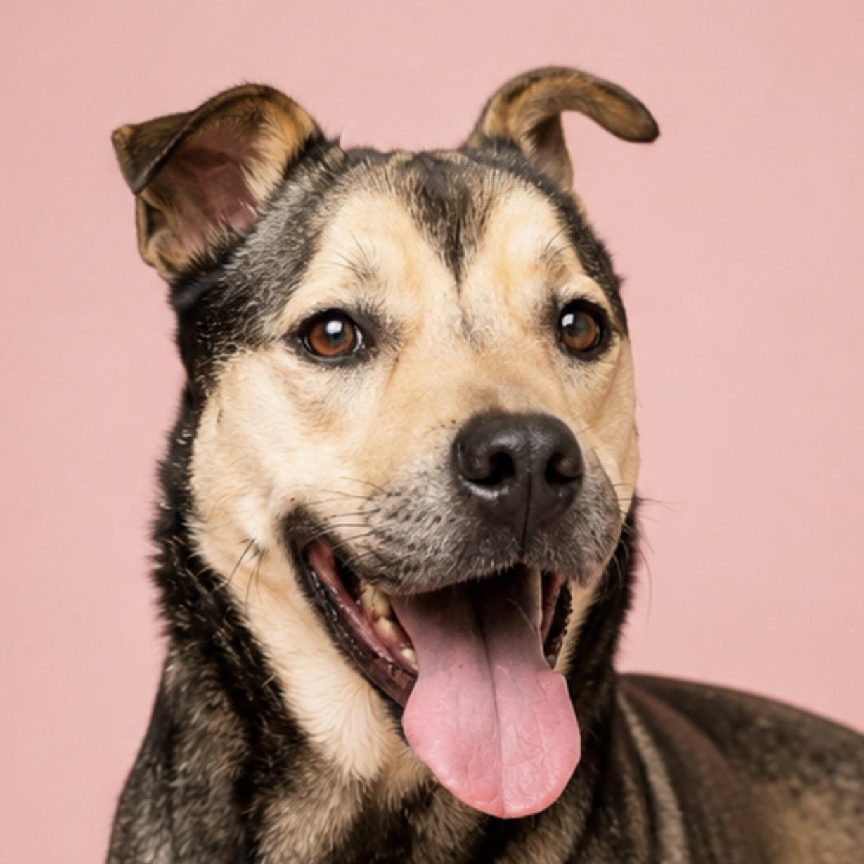 Penn, a Adoptable mixed breed in CUMMING, GA image 2/5