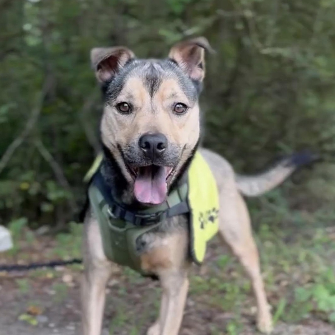 Penn, a Adoptable mixed breed in CUMMING, GA image 3/5