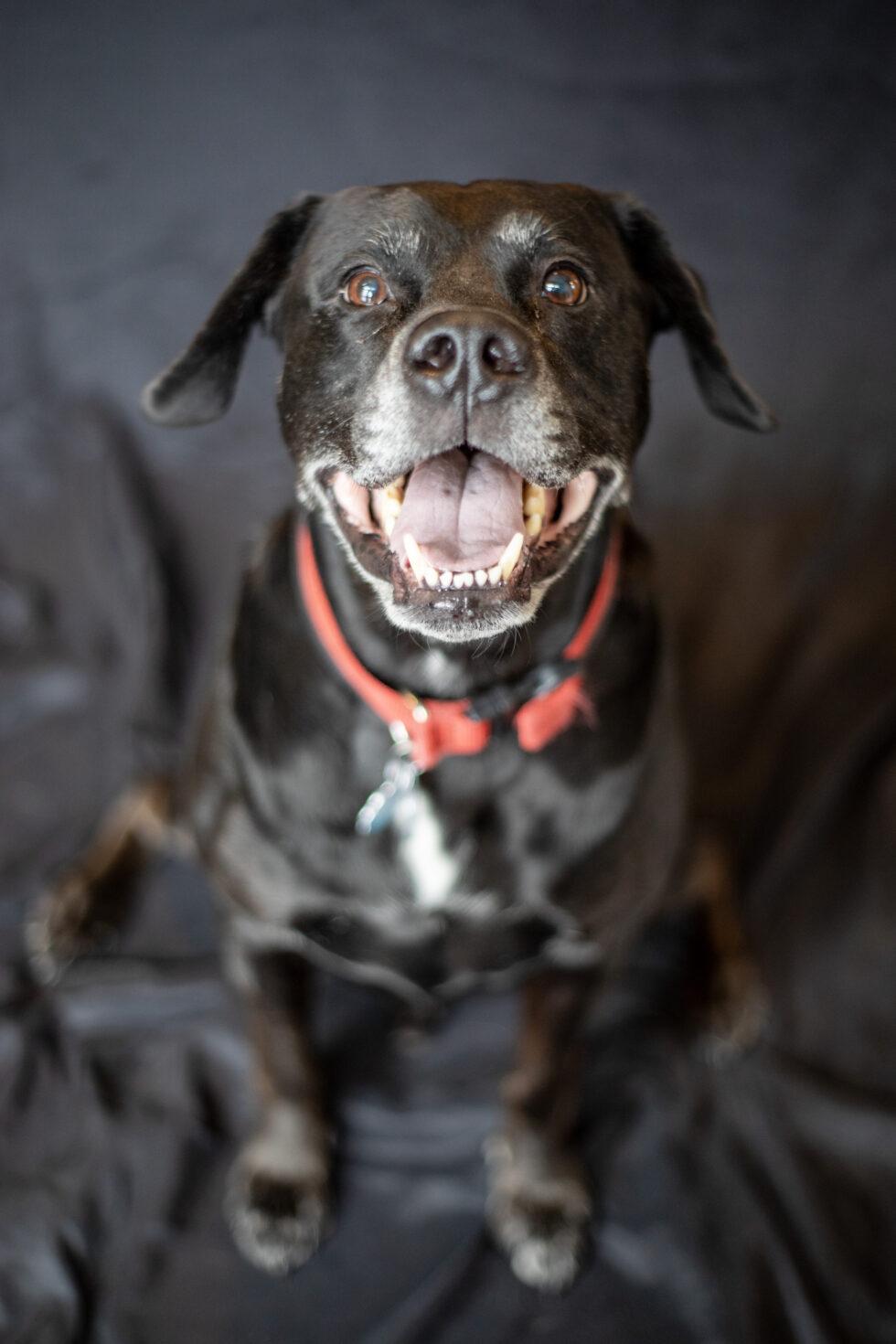 Enlarge Max, a ADOPTABLE Labrador Retriever in Brownsville, VT image 1/1