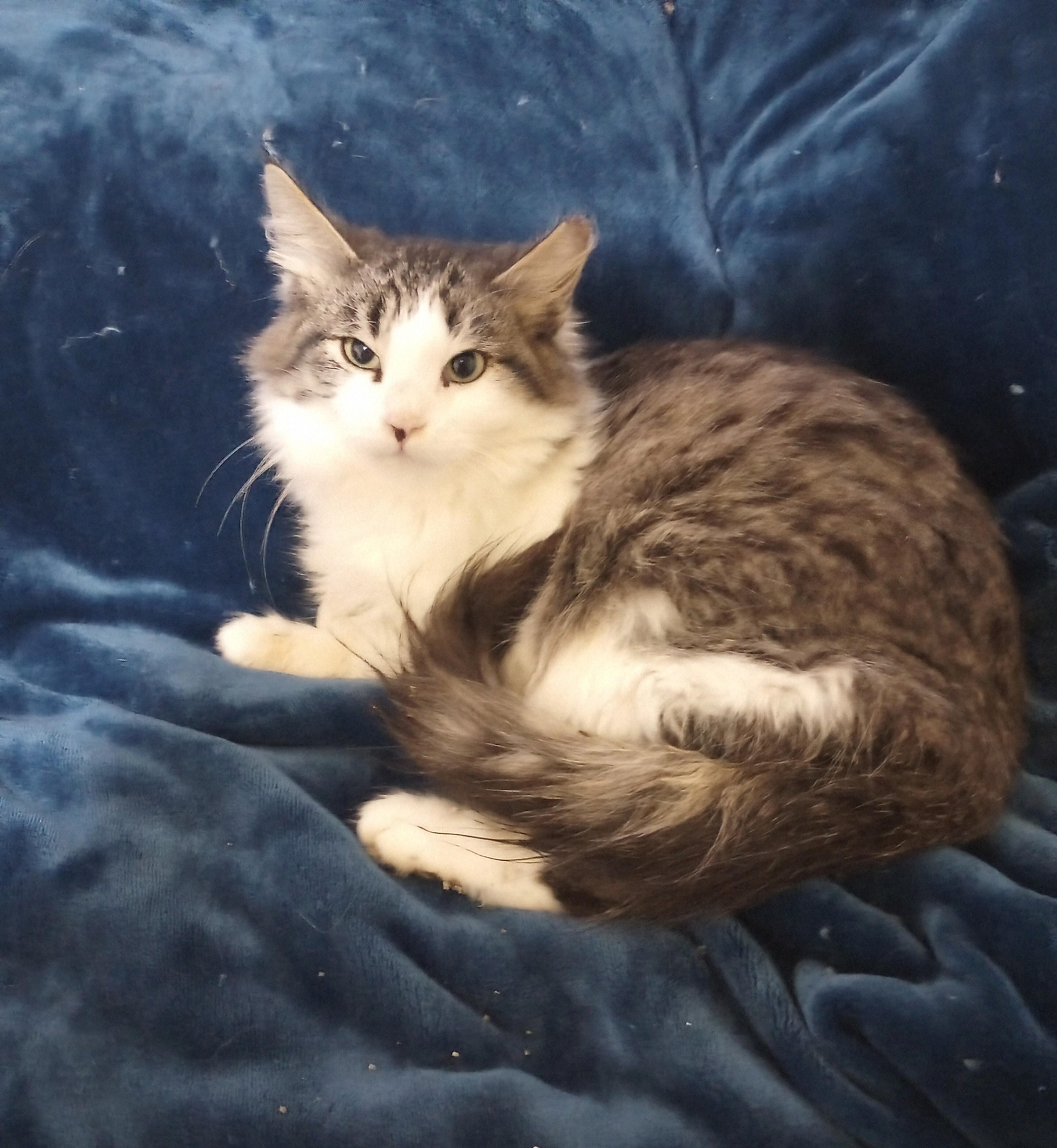 Enlarge Butterbean, a Adopted mixed breed in Oakland, CA image 1/2