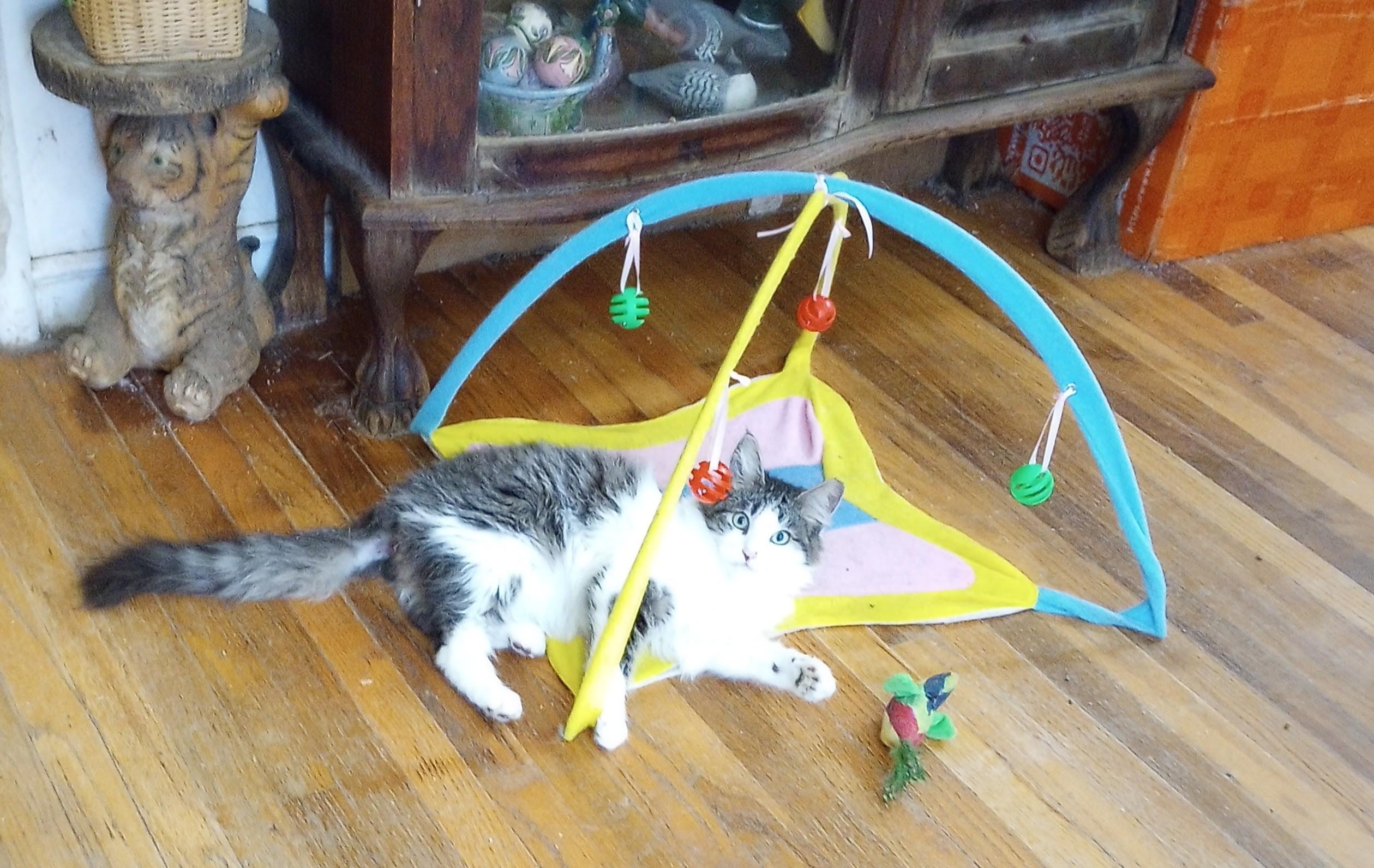 Butterbean, Adopted, Kitten Male Maine Coon & Domestic Medium Hair.