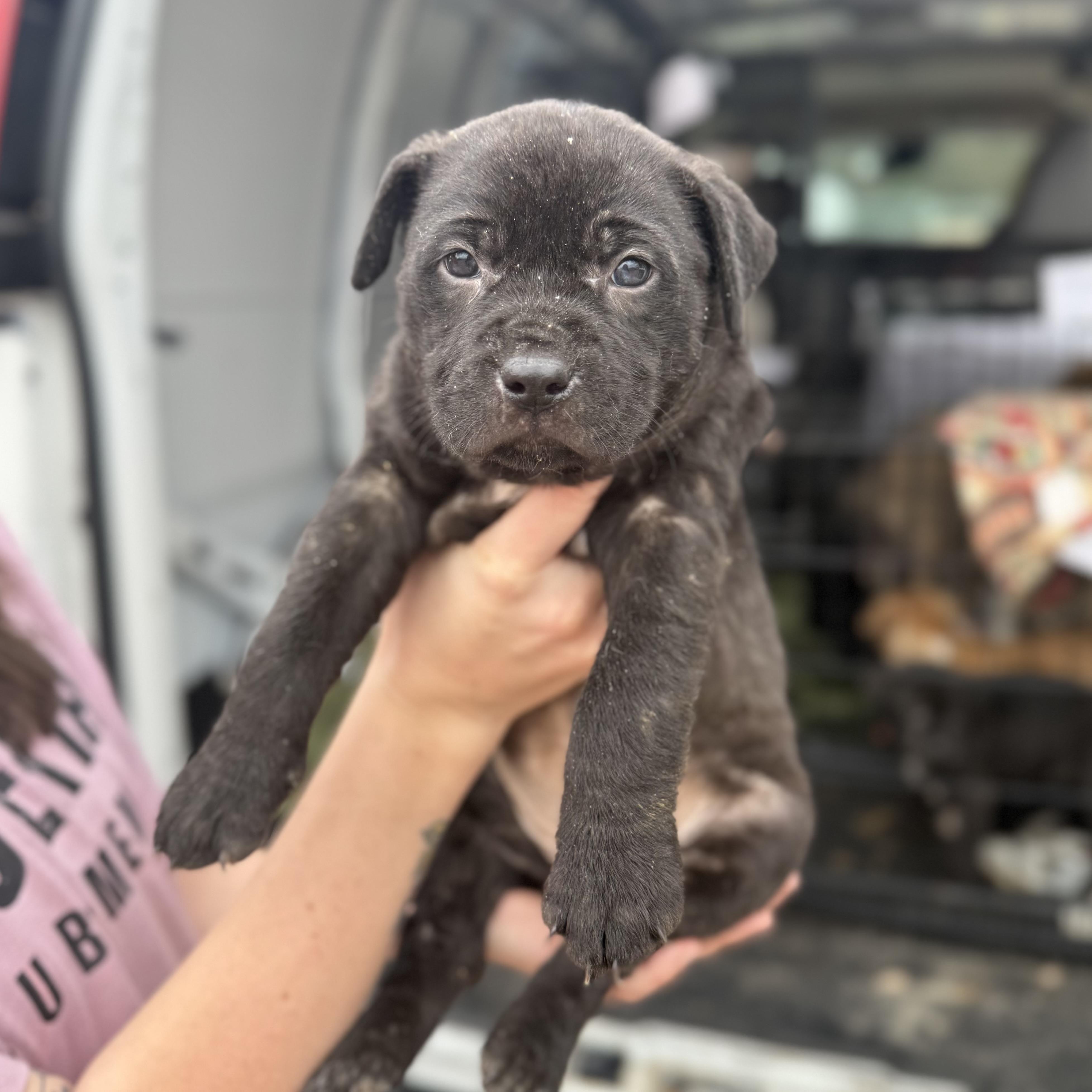 Division — thumbnail 2