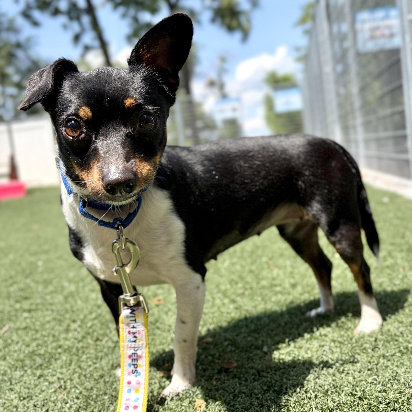 Bayla, Adoptable, Adult Female Terrier & Dachshund.
