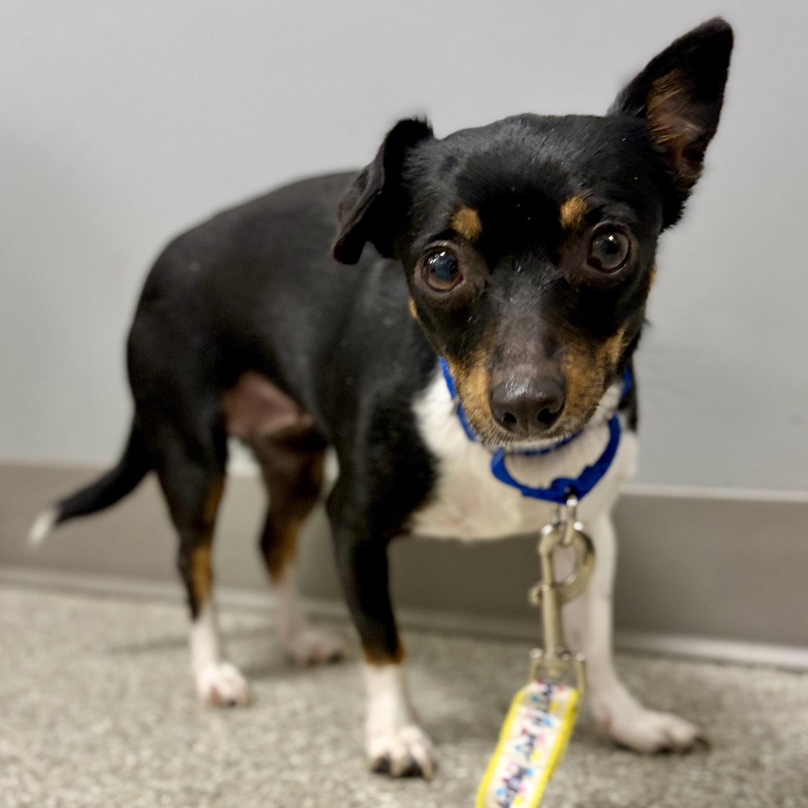 Bayla, a Adoptable mixed breed in Whitehall, PA image 2/3