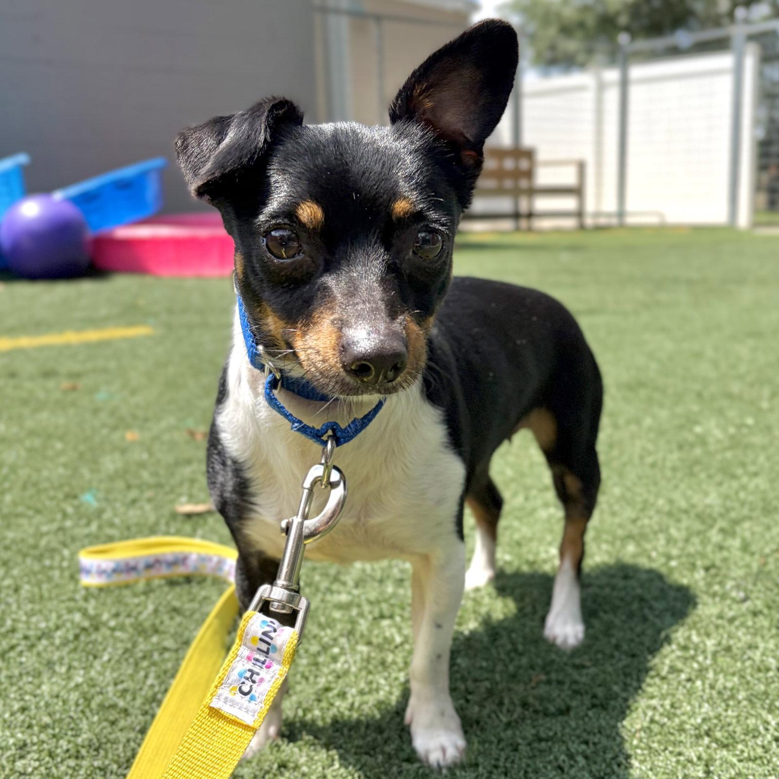 Bayla, a Adoptable mixed breed in Whitehall, PA image 3/3