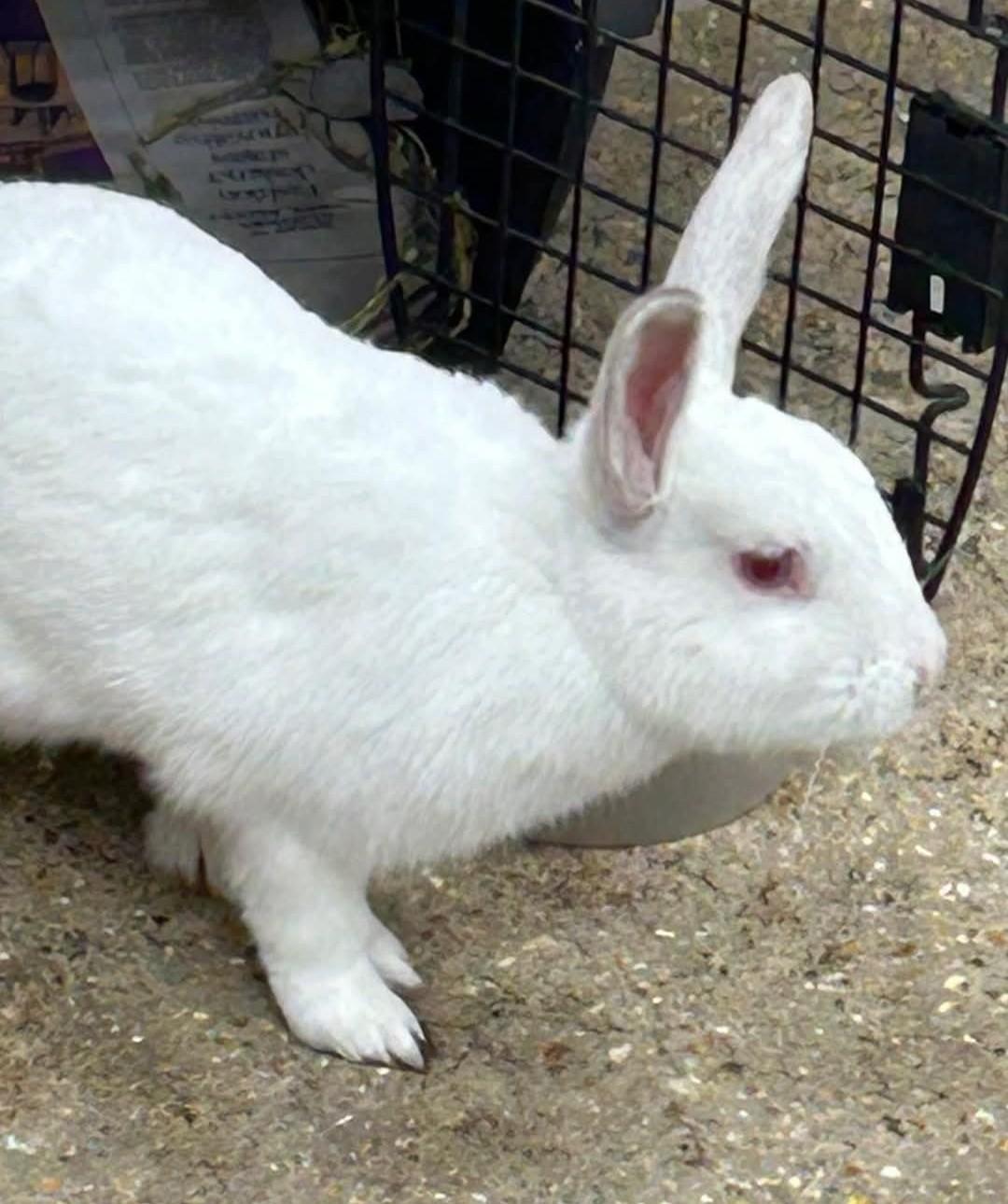 Enlarge Dumpling, a Adoptable mixed breed in Paradis, LA image 1/4