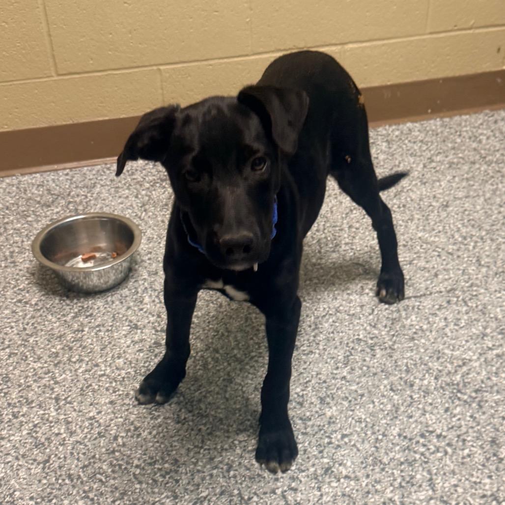 Dilly-Dally, Adoptable, Puppy Male Border Collie.