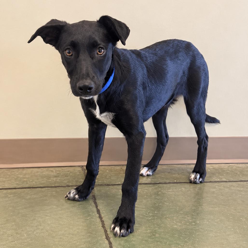 Enlarge Dilly-Dally, a Adoptable Border Collie in Cheyenne, WY image 3/3