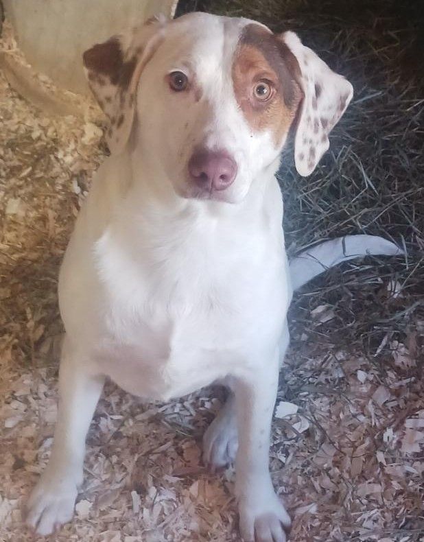 FINLEY, Adopted, Adult Male Pointer & Beagle.